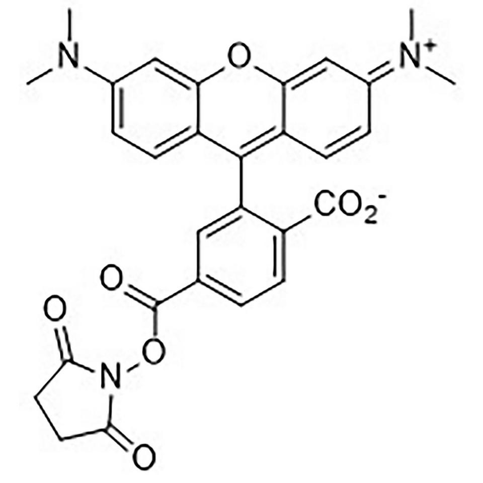 6-Carboxytetramethylrhodamine N-Hydroxysuccinimide Ester